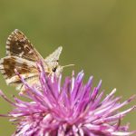 Twitch : combien pouvez-vous gagner en streamant ?